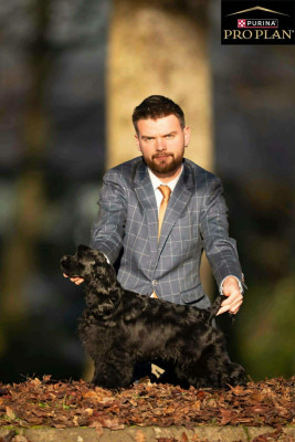 Étalon American Cocker Spaniel - Alpine star Of Love Show