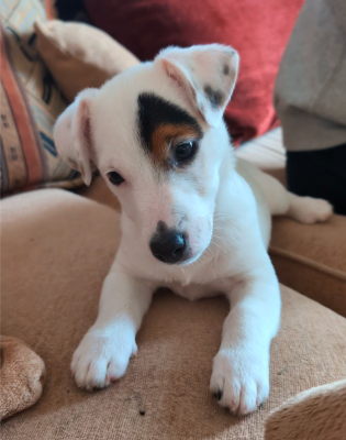 Étalon Jack Russell Terrier - Alcôve Des Terriers Du Large