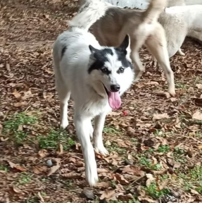 Étalon Siberian Husky - R' Meika Of Voykan Wakanda Kennel