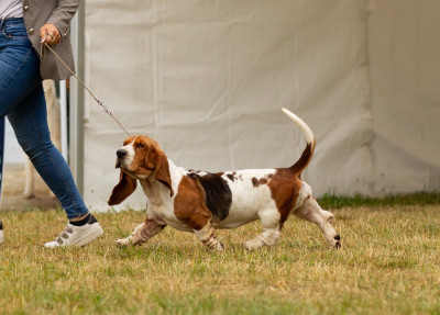 Étalon Basset Hound - Una Storia Of Harroue Castle