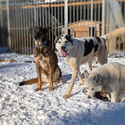 Étalon Siberian Husky - R'Yurok Of Voykan Wakanda Kennel