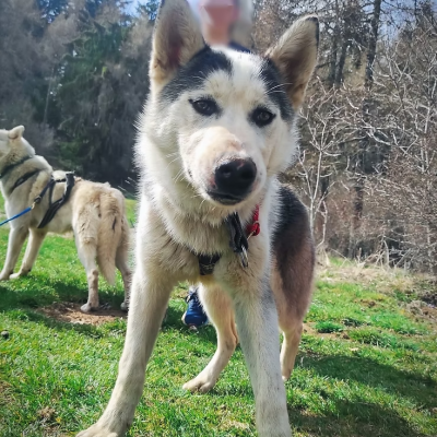 Étalon Siberian Husky - Travel Dog T'Atlas