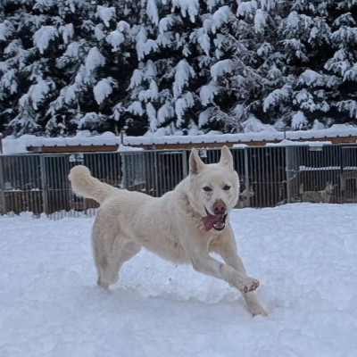 Étalon Siberian Husky - Travel Dog V'Loukoum