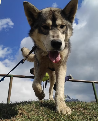 Étalon Siberian Husky - Travel Dog Sherpa