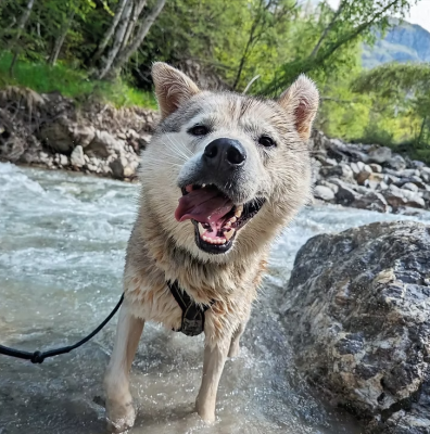 Étalon Siberian Husky - Travel Dog Raïton