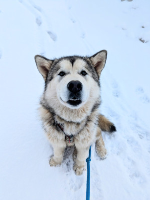 Étalon Alaskan Malamute - Very Kind Pyha From White Mountain Lapland
