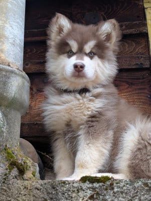 Étalon Alaskan Malamute - Into The Wild With A'Simba