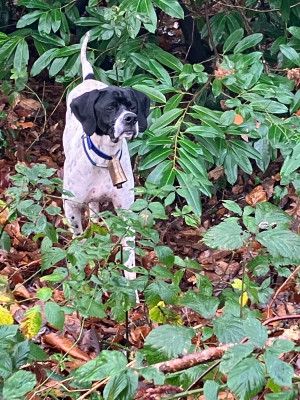 Étalon Pointer - Aegon De La Rance Emeraude