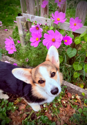 Étalon Welsh Corgi Pembroke - Amy Born to my star Teatime De L'arche De Chambord