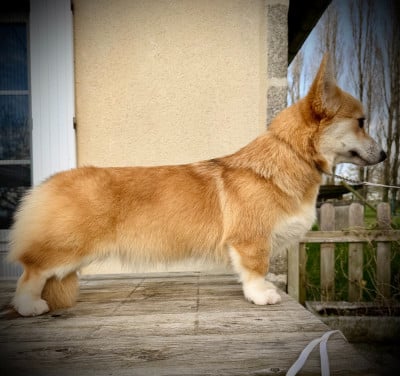 Étalon Welsh Corgi Pembroke - maroteam Red Baroness