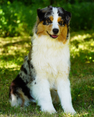 Étalon Berger Australien - Unchained Melody du glacier des pandas