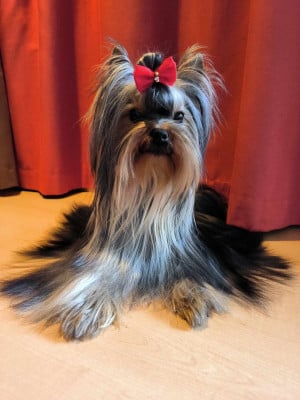 Étalon Yorkshire Terrier - Una Rosa Blu De L'Eternelle Smartys