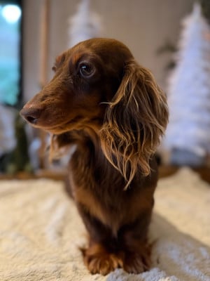 Étalon Teckel poil long - LITTL FUT ROYAL COFFEE (Sans Affixe)