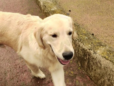 Étalon Golden Retriever - ARGOS (Sans Affixe)