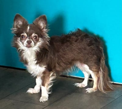 Étalon Chihuahua - Tessy Belle Du Palais D'Orka