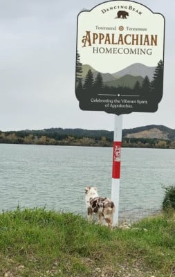 Étalon Berger Américain Miniature - Appalaches du Mas Karel