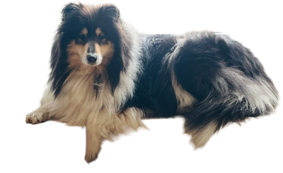 Étalon Colley à poil long - Roxanne De Charletienne