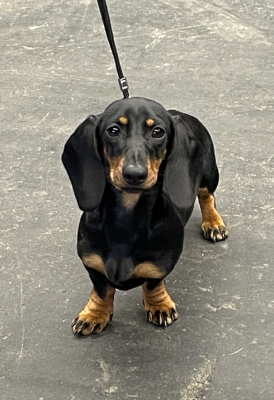 Étalon Teckel poil ras - Xoxo Gossip Girl MUNI TSENPO muni-tsenpo