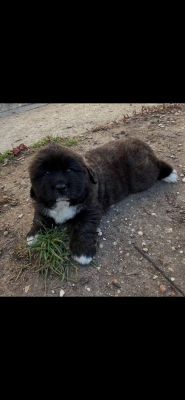 Étalon Berger du Caucase - Du Domaine De Ares Athena