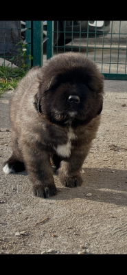 Étalon Berger du Caucase - Du Domaine De Ares Ares