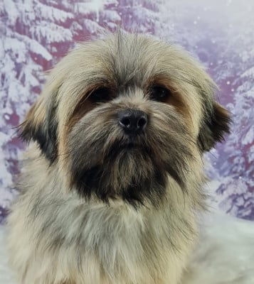 Étalon Lhassa Apso - VEDETTE du mont de la chenaie