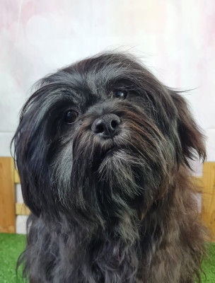 Étalon Lhassa Apso - VICHNOU du mont de la chenaie