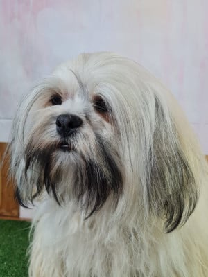 Étalon Lhassa Apso - VINCE de Jerrie Black
