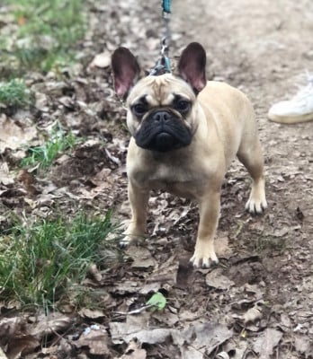 markovicdog astra blue Treasure