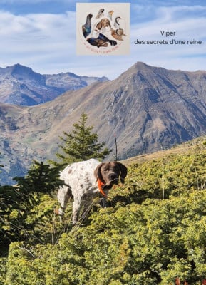 Étalon Braque français, type Pyrenees (petite taille) - Viper Des Secrets D'une Reine