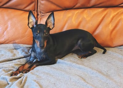Étalon English Toy Terrier - CH. Eolyne's VENUS MOON SHADOW