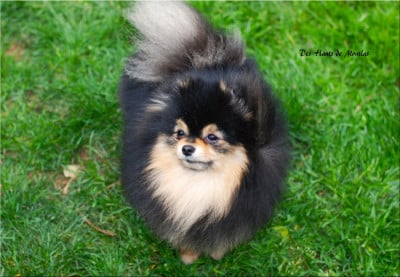 Étalon Spitz allemand - CH. Crazy Charms Versace