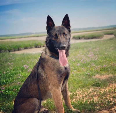 Étalon Berger Belge - Q-one of silver rails