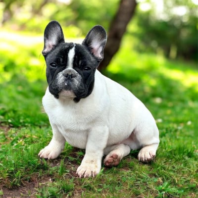 Étalon Bouledogue français - dreamlegacy Queensland