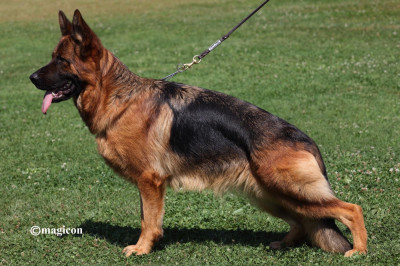 Étalon Berger Allemand - Tiha du val d'Anzin