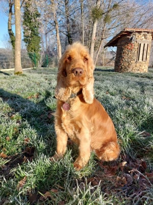 Étalon Cocker Spaniel Anglais - Vitamine Du Songe D'Opaline