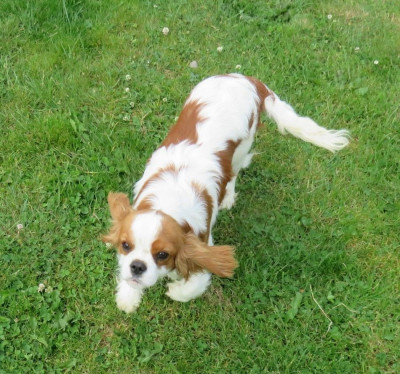 Étalon Cavalier King Charles Spaniel - Vitamine de la maison du ryez