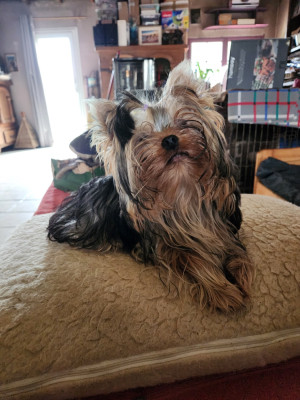Étalon Yorkshire Terrier - Ania De la vallee de cande