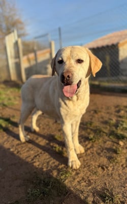Étalon Labrador Retriever - Oasis du domaine de luard