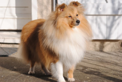 Étalon Shetland Sheepdog - Tiana Il Était Une Fois des Diablotins de Nooch