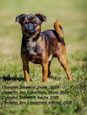 Étalon Petit Brabançon - CH. Urfy Cob de Sabres