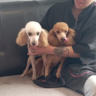 Étalon Bullmastiff - Volt Du Domaine Des Dieux Du Feu (Sans Affixe)