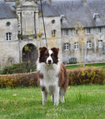 Étalon Border Collie - Vibes for choco Of Pacific Spirit