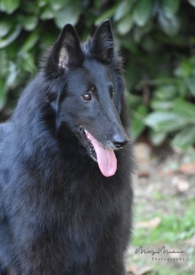 Étalon Berger Belge - Oria Astra Meum