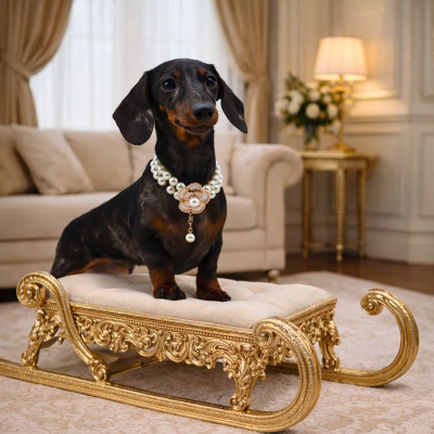 Étalon Teckel poil ras - Babylon Aurora yunitaym astrum