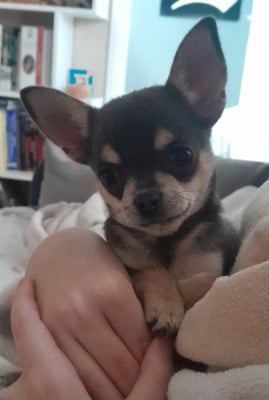 Étalon Chihuahua - Arizona De La Vallée De Naica