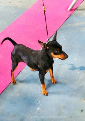 Étalon Pinscher nain - VENOM D'Obreika
