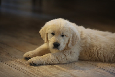 Étalon Golden Retriever - Aegon's Dragon Des Puppys Goldens Love