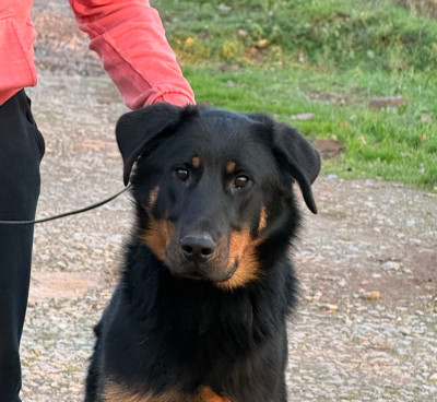 Étalon Berger de Beauce - Vizsla paz De la Bergerie d'Elan
