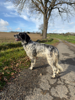 Étalon Setter Anglais - Vespéria Des seraphins rouges