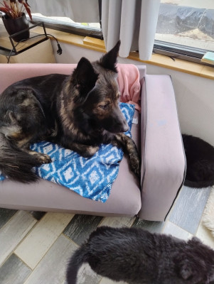 Étalon Berger Allemand - Roxy des orckis de l'adret